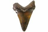 Juvenile Megalodon Tooth - Georgia #115640-1